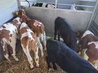 सांड, Simmental cattle — फ़ोटो 7