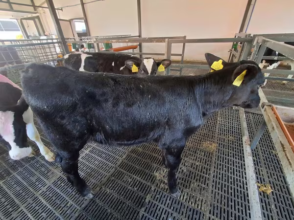 Krowa, Russian Black pied cattle