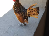 Chickens — photo 2