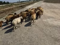 भेड़ें (लॉट, लिंग निर्दिष्ट नहीं), भेड़ — फ़ोटो 8
