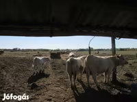 Touro, Charolais cattle — foto 5