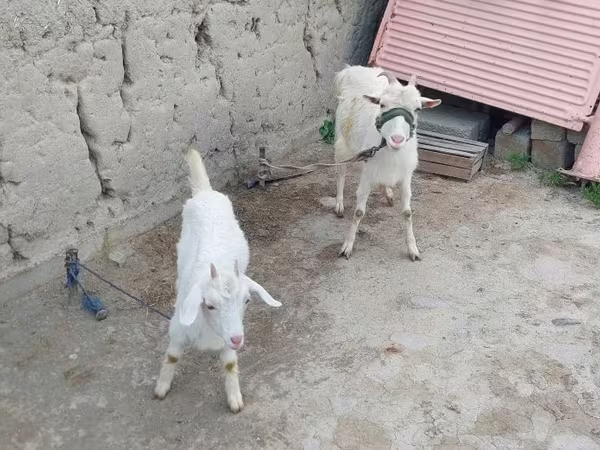 Cabra, Cabras