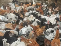Chickens — photo 3