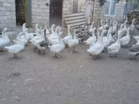 Geese — الصورة 2