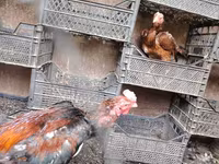 Chickens — الصورة 4