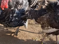 برونز — الصورة 7