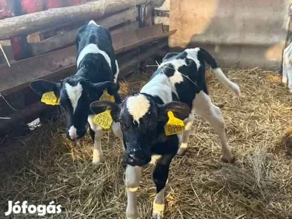 Byk, Russian Black pied cattle