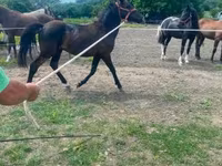 Cavalo, Hucul pony — foto 2