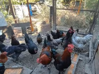 Marans — 2-rasm