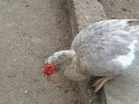 Ducks — 照片 5