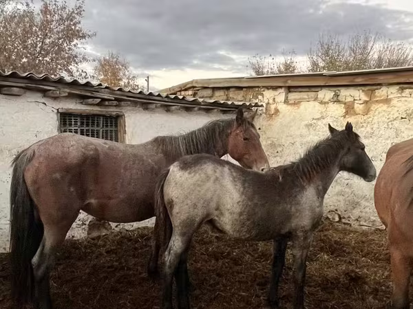 Toychoq, Otlar