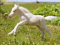 Caballo, American shetland pony — foto 3