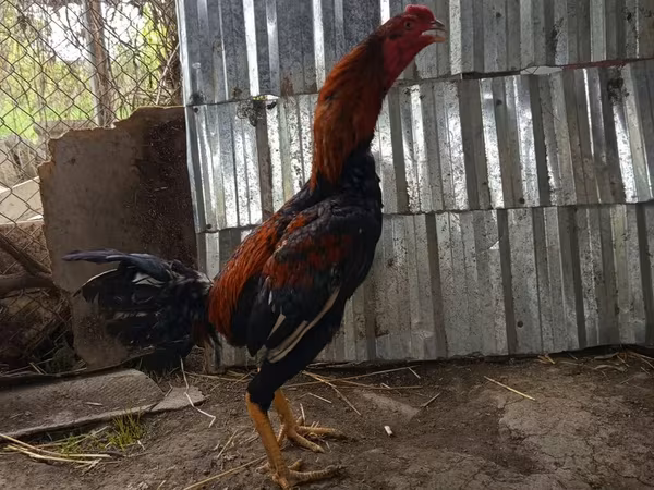Chickens