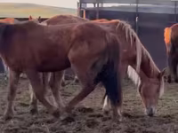 Caballos (lote, sexo no especificado), Caballos — foto 5