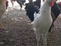 Chickens — फ़ोटो 4