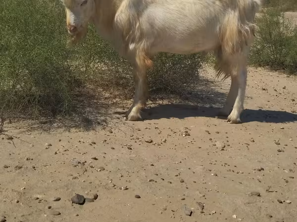 Billy Goat, Goats