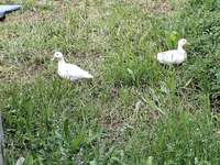 Ducks — photo 3
