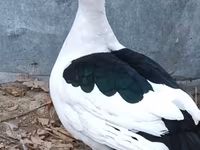 Ducks — Foto 2