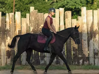 Stute, Quarter Horse — Foto 7