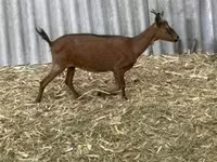 Kozel, Alpine goat — foto 8