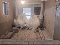 Chickens — photo 6