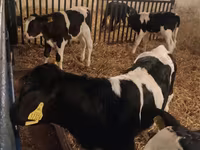 Buğa, Russian Black pied cattle — foto 3