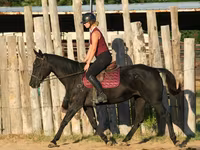 Stute, Quarter Horse — Foto 6