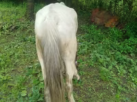 Horse (M), Horses — photo 3