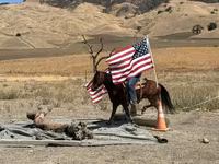 At, Quarter Horse — foto 4