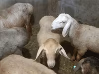 母羊, Rhon sheep — 照片 2
