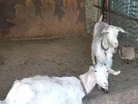 Koza, Kozy — zdjęcie 6