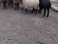 Oveja, Ovejas — foto 4