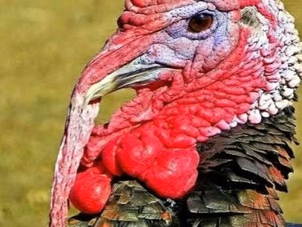 Turkeys — Azerbaijan