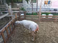 Ram, Sheep — photo 4