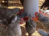 Chickens — Foto 1