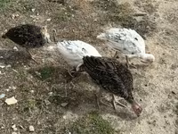Bürünc — foto 3