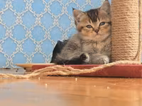 Cırmaqlama dirəyi və oyun platforması - Material: qalın sisal iplə — foto 4
