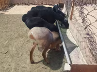 Ram, Sheep — photo 7