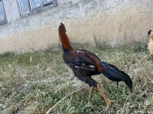 Chickens — Azerbaijan