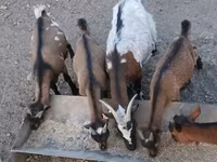 Cabro, Pomellata goat — foto 3