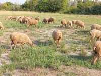 Ram, Sheep — photo 7