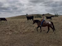 At, Horses of Sable Island — foto 6