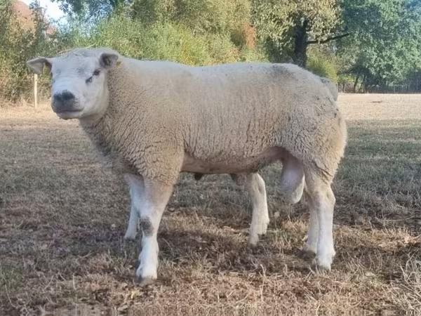Carnero, Texel sheep