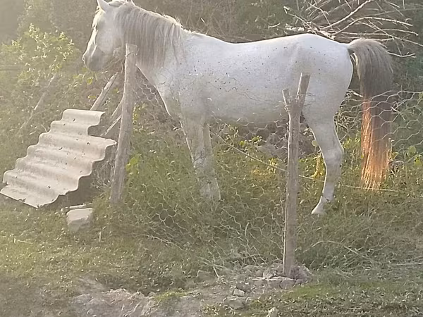 At, Azerbaijan horse