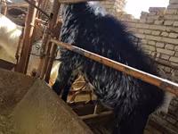 Kozel, Kozy — foto 1