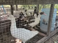 Ducks — photo 3