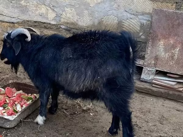 Cabro, Alpine goat