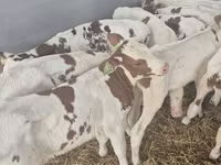 Buğa, Simmental cattle — foto 1