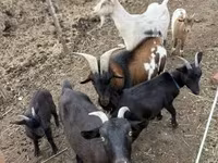 Cabras (lote, sexo não especificado), Cabras — foto 1