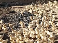 Ducks — foto 2